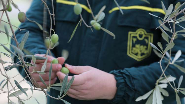 Most Popular Olive Varieties in Albania | Biolive Blog